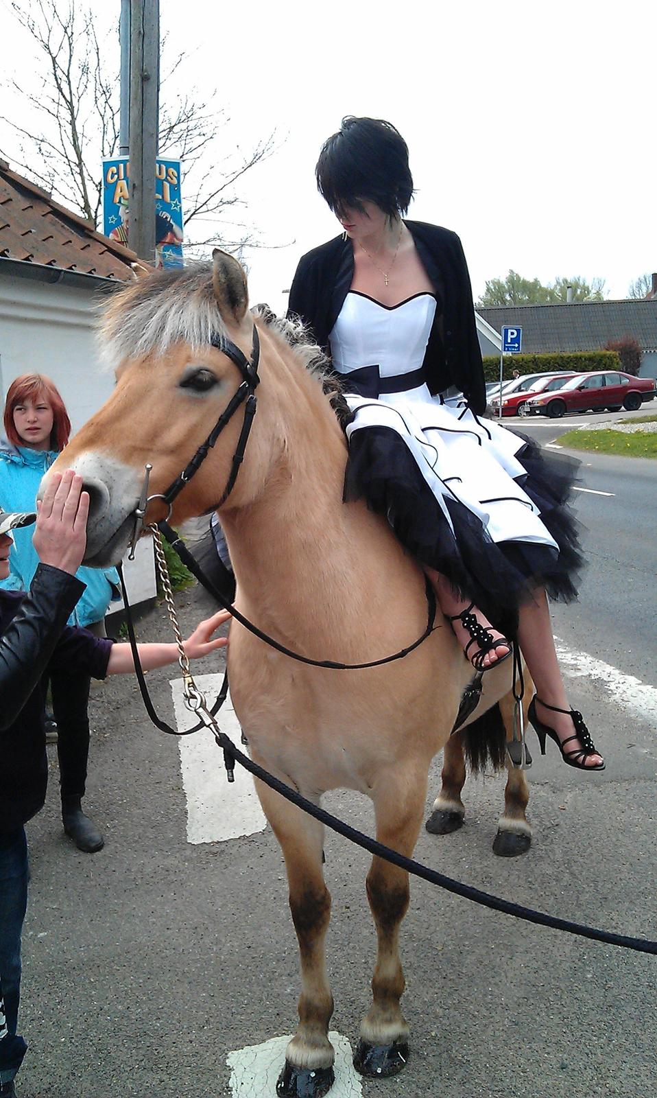 Fjordhest Frida af Tranemosen billede 18