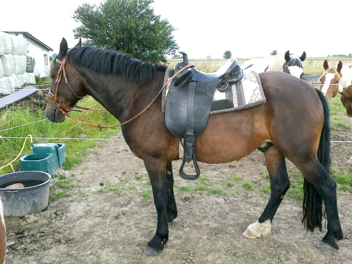 Welsh Cob (sec D) Alettico (Letti) - Med ny stocksadel billede 13