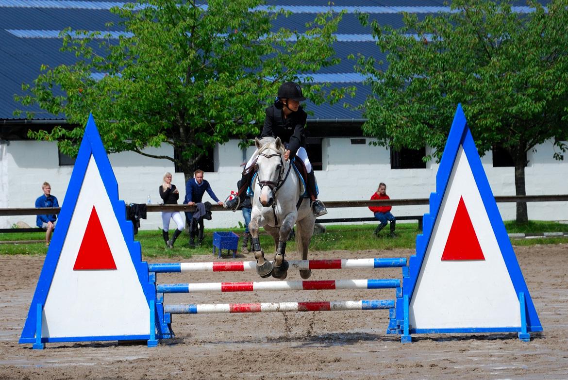 Irsk Sportspony Rahscanlon Lad  - White beauty - - Pony springer seeeejt! billede 13