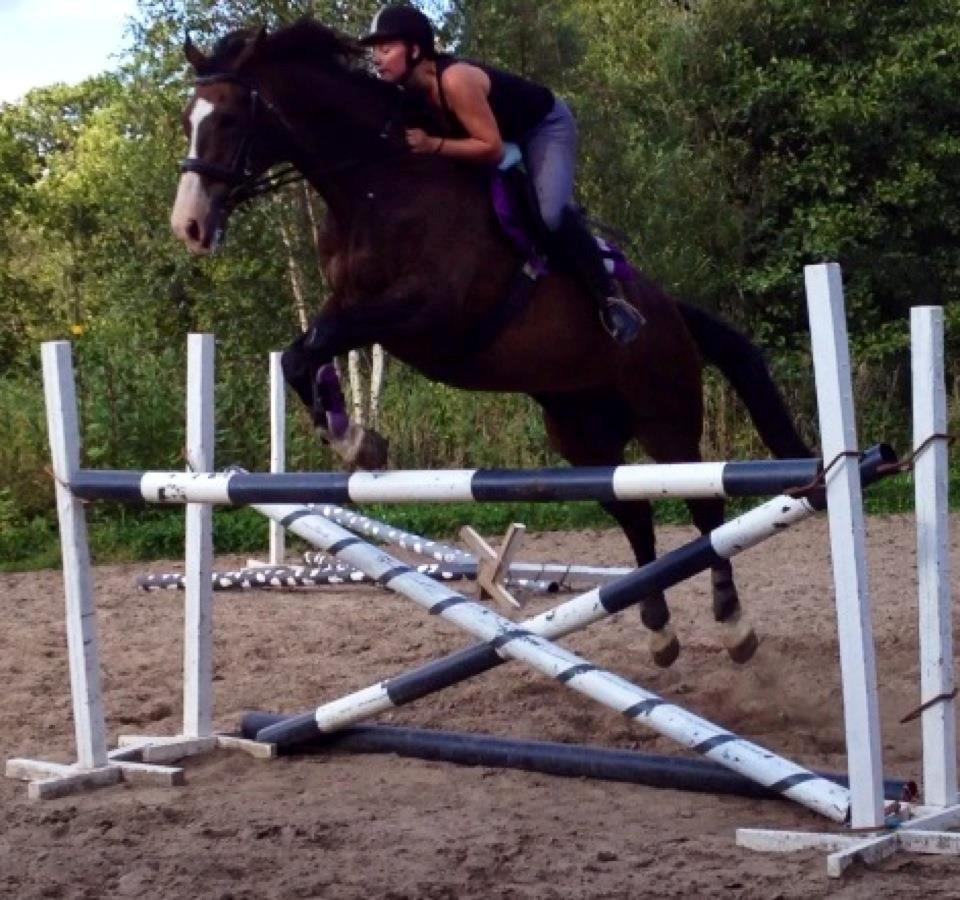 Dansk Varmblod Askemosegaards Ram Á Jean billede 9