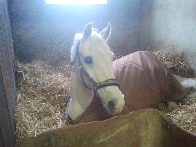 Anden særlig race cirkeline - Græd ikke fordu det er forbi.
smil fordi det skete.
Elsk det du har.
og husk det du havde.<3<3 billede 2