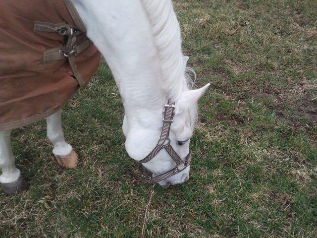 Anden særlig race cirkeline - Nogle gange må man lade flyvemaskiner optræde som stjerneskud, og lade hjertet ønske, at du kom tilbage til mig.“ billede 6
