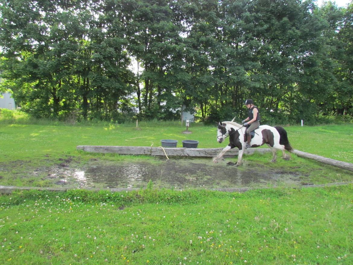 Tinker LL. Mølgårds Mc Phee/ Fie - Så dygtig hun er  billede 17