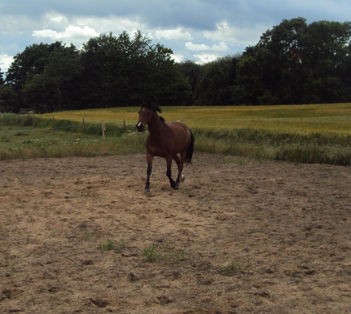 Anden særlig race Gilbert billede 20