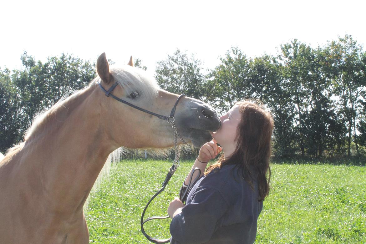 Haflinger Luna billede 10