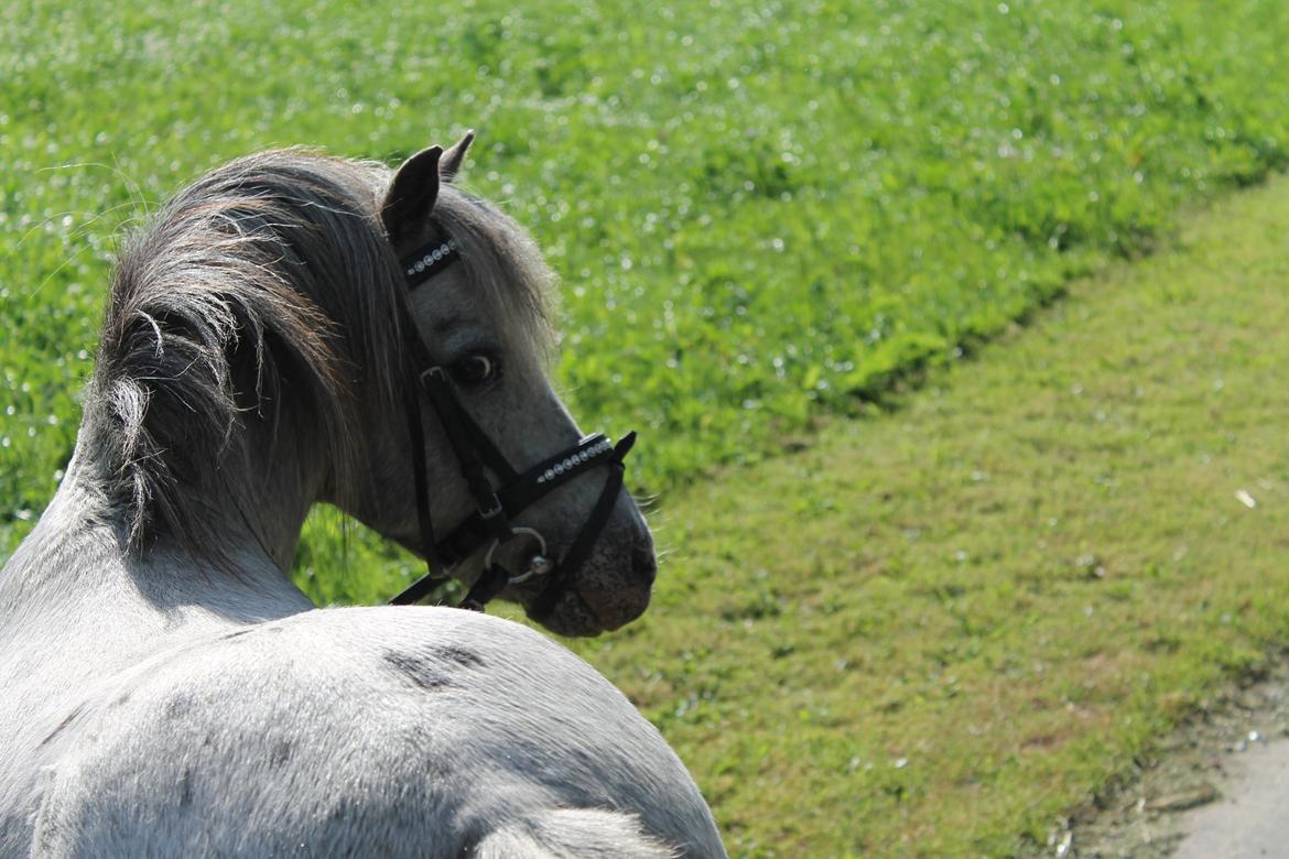 Anden særlig race Hugo billede 2