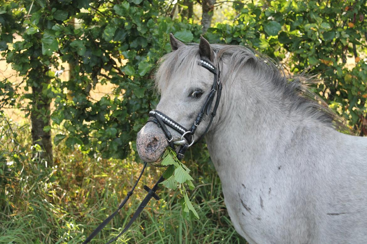 Anden særlig race Hugo billede 1