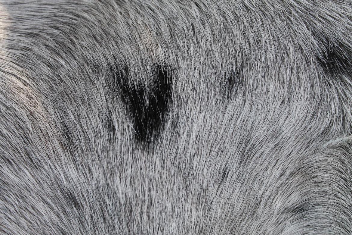 Anden særlig race Hugo billede 10