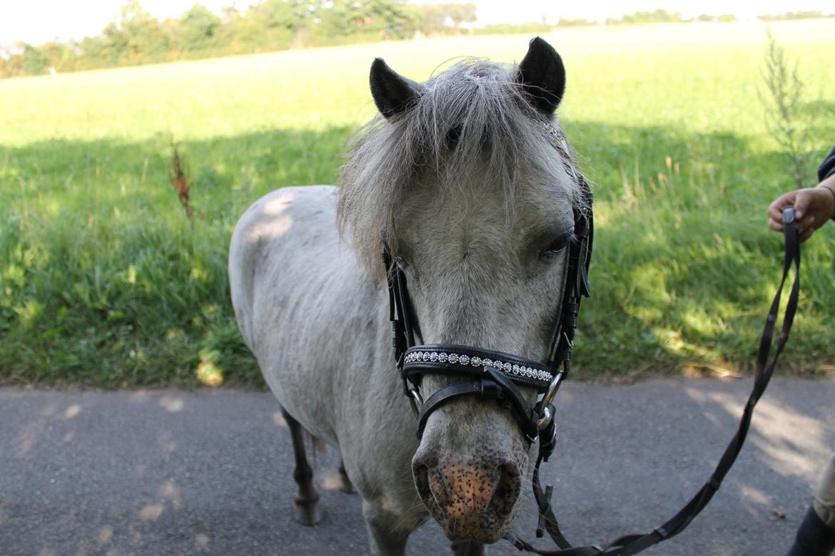 Anden særlig race Hugo billede 11