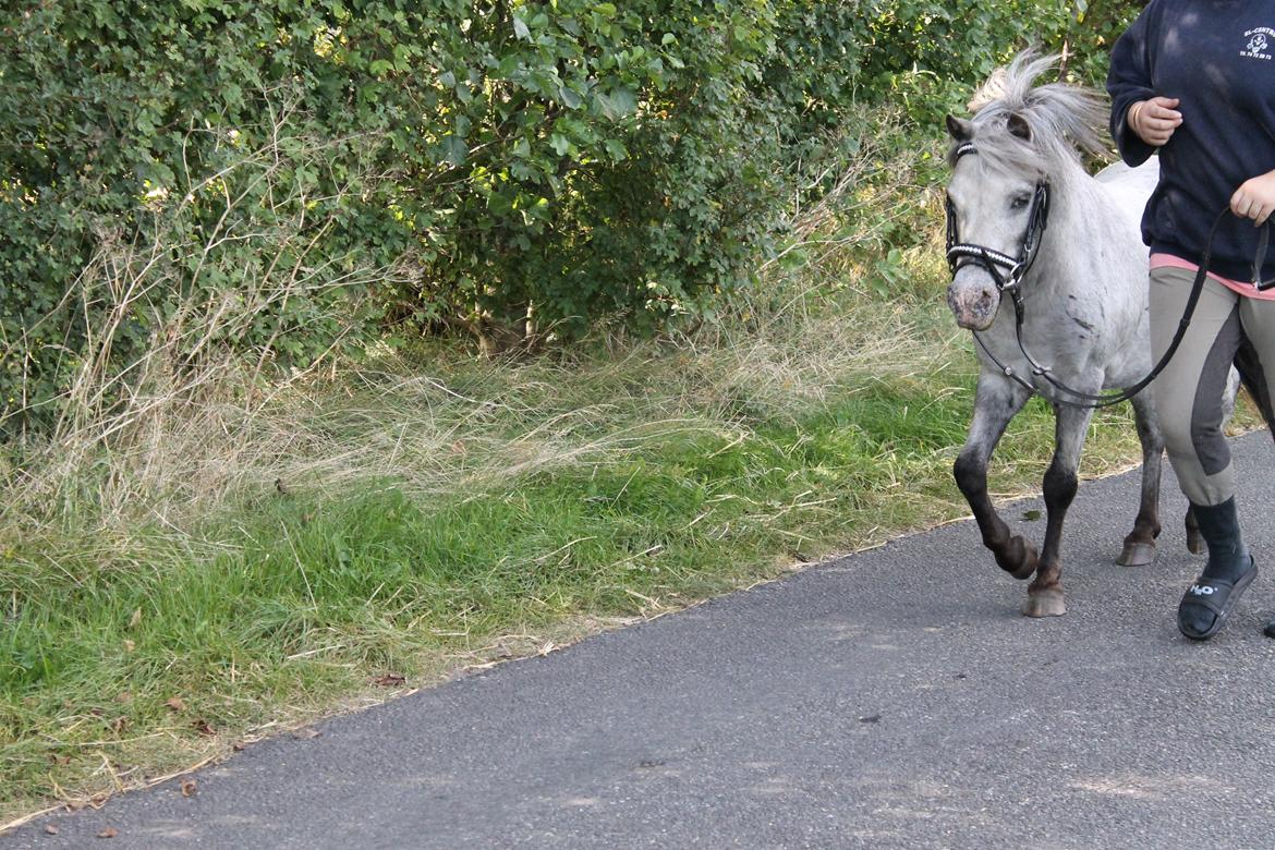 Anden særlig race Hugo billede 12