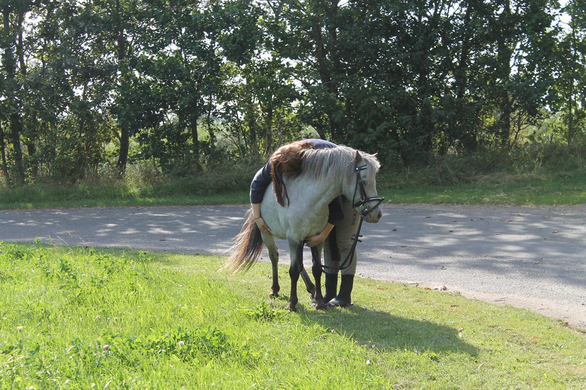 Anden særlig race Hugo billede 13
