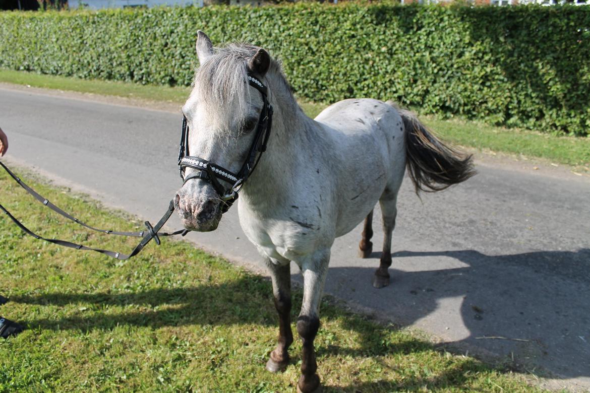 Anden særlig race Hugo billede 14