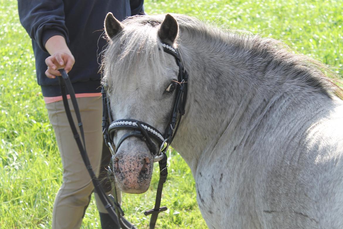 Anden særlig race Hugo billede 7