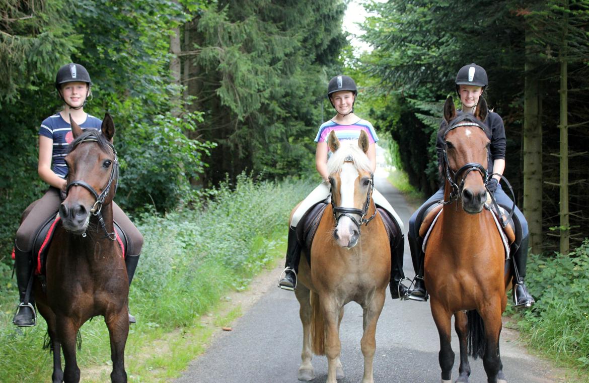 Haflinger Studgårdens Sally <3<3 - 20] Hyggelig Skridt tur, efter dressuren :) Dato: 18.08 2012 Foto: Clara P.  billede 20