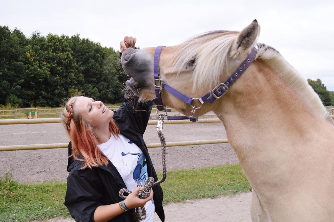 Fjordhest Ingegårds Eto - Siger farvel til min prins <3 billede 15