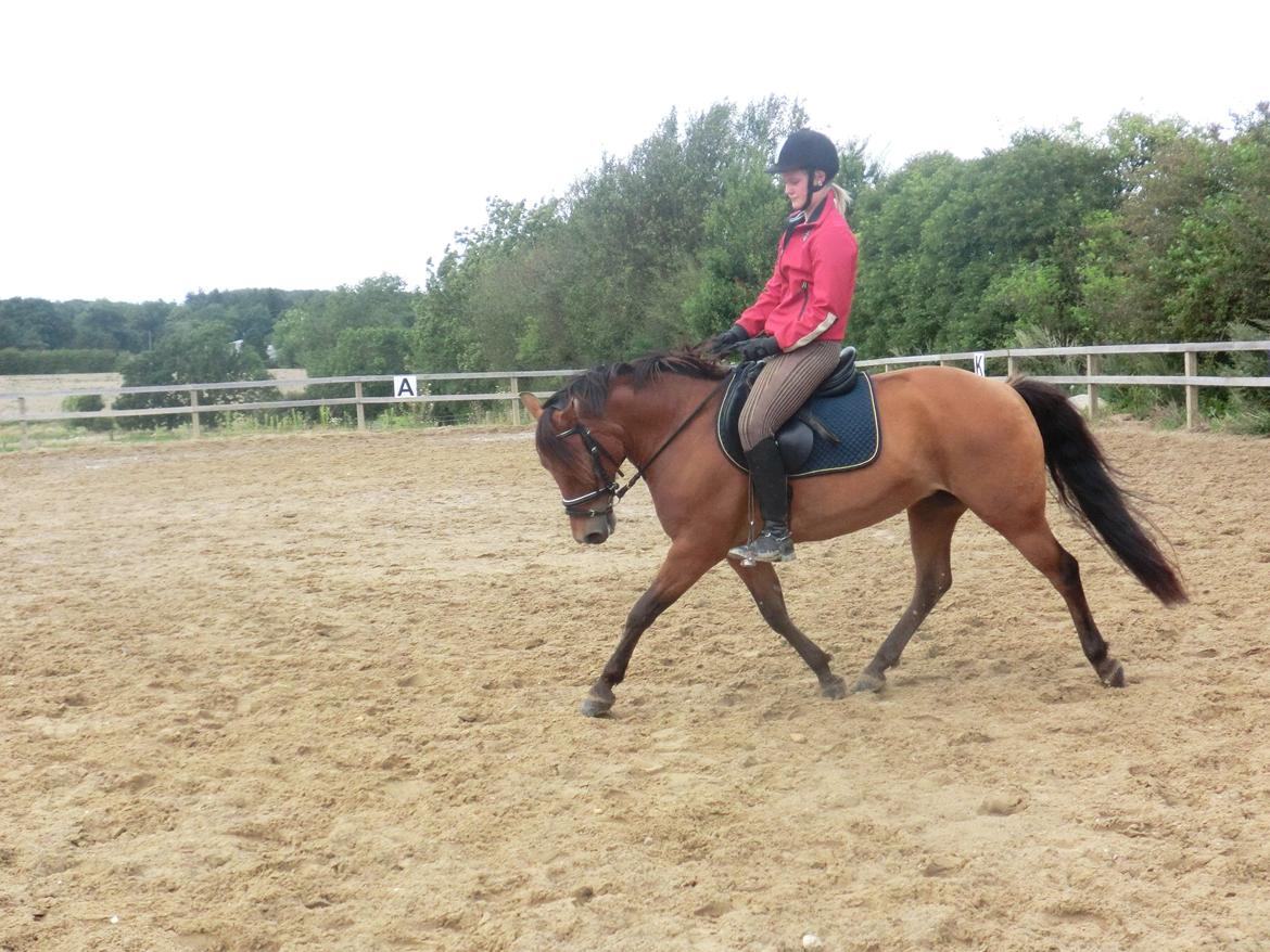 New Forest Glenwood Michelle billede 7