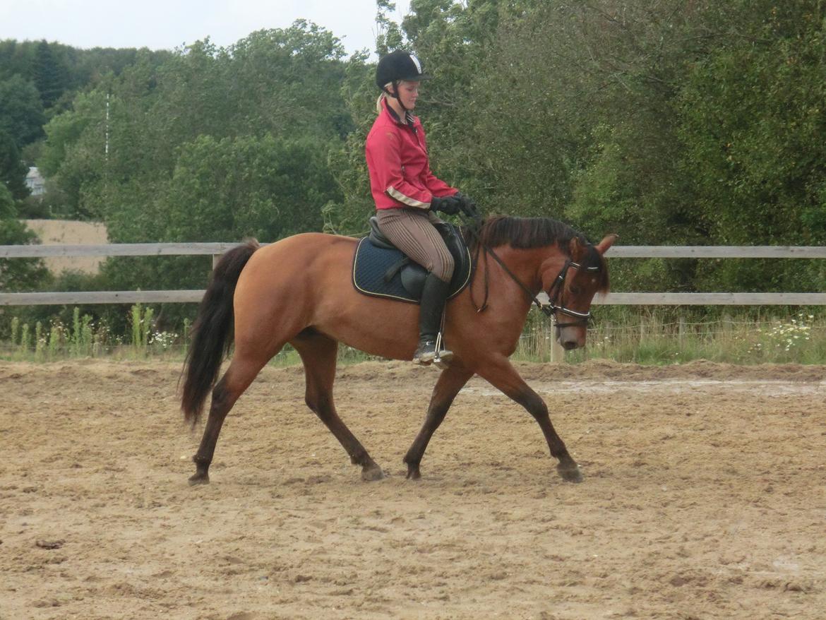 New Forest Glenwood Michelle billede 11