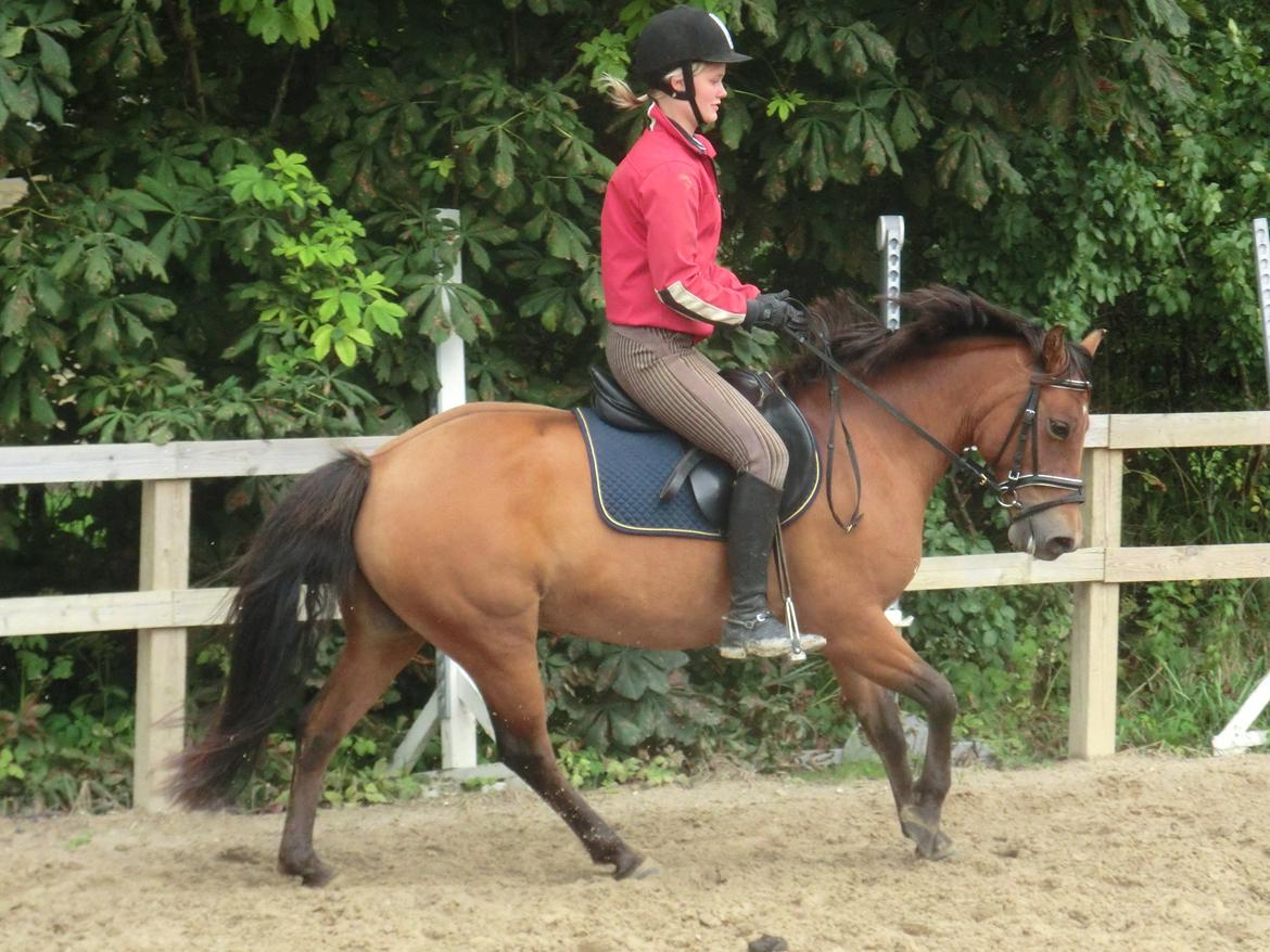 New Forest Glenwood Michelle billede 12