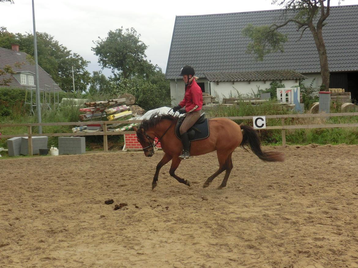 New Forest Glenwood Michelle billede 13