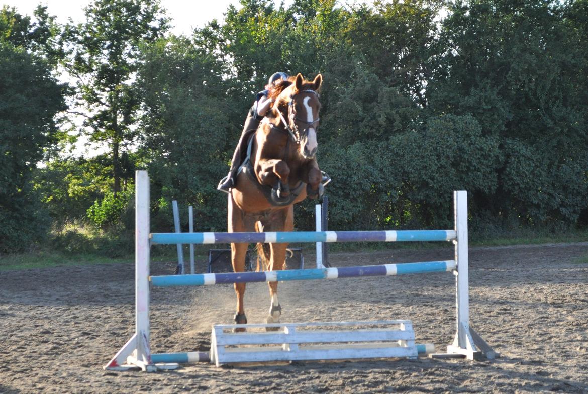 Westfaler Hovgaards Red Moon billede 3