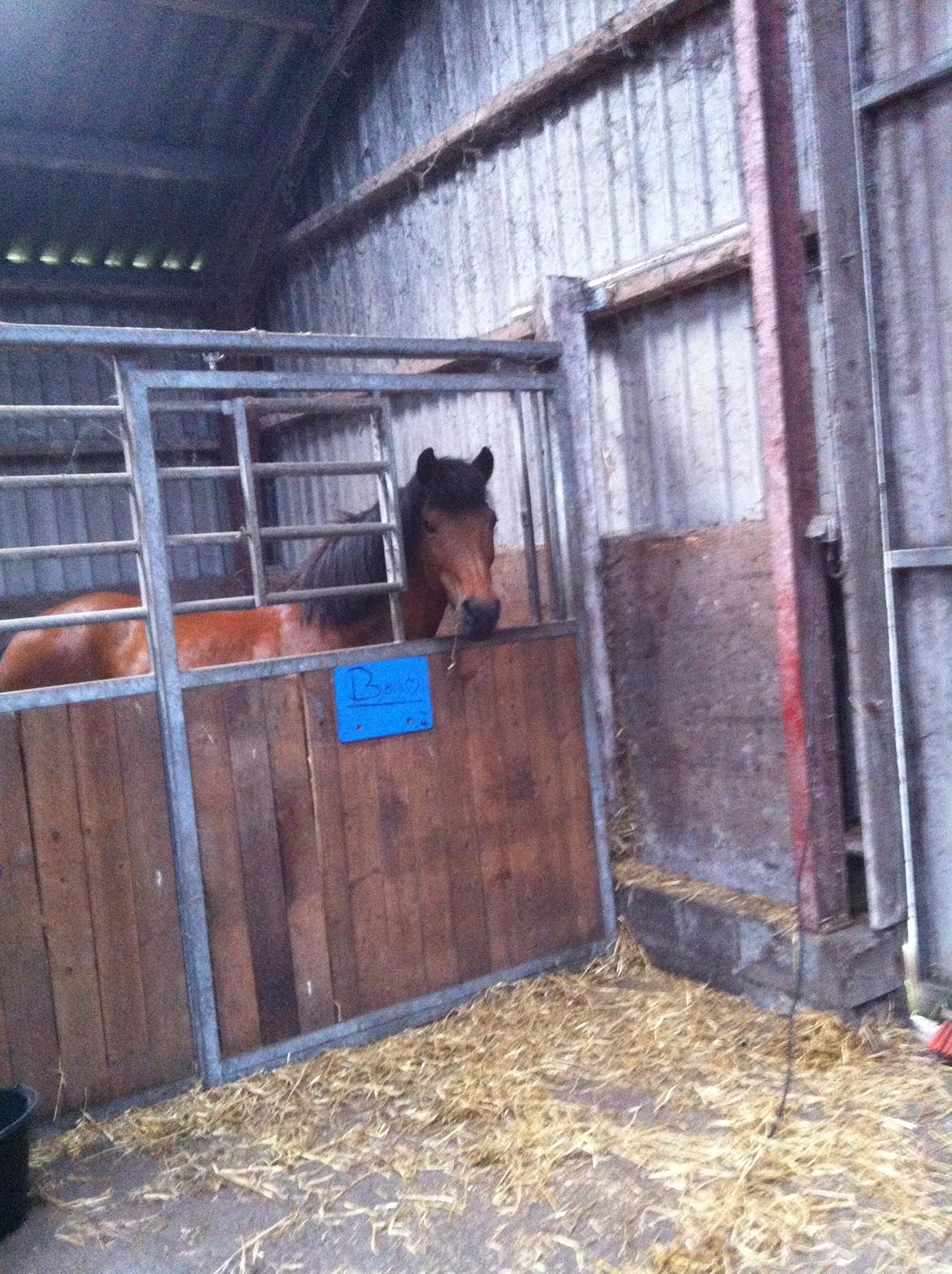 Anden særlig race Björk  - Velkommen til Björks profil lig meget gerne en kommentar og bedømmelse så bliver vi glade!<3 billede 1