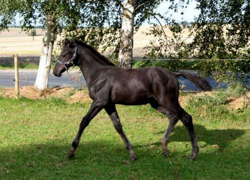 Anden særlig race Hedetoft's Dilizzio - Billede fra avler billede 10