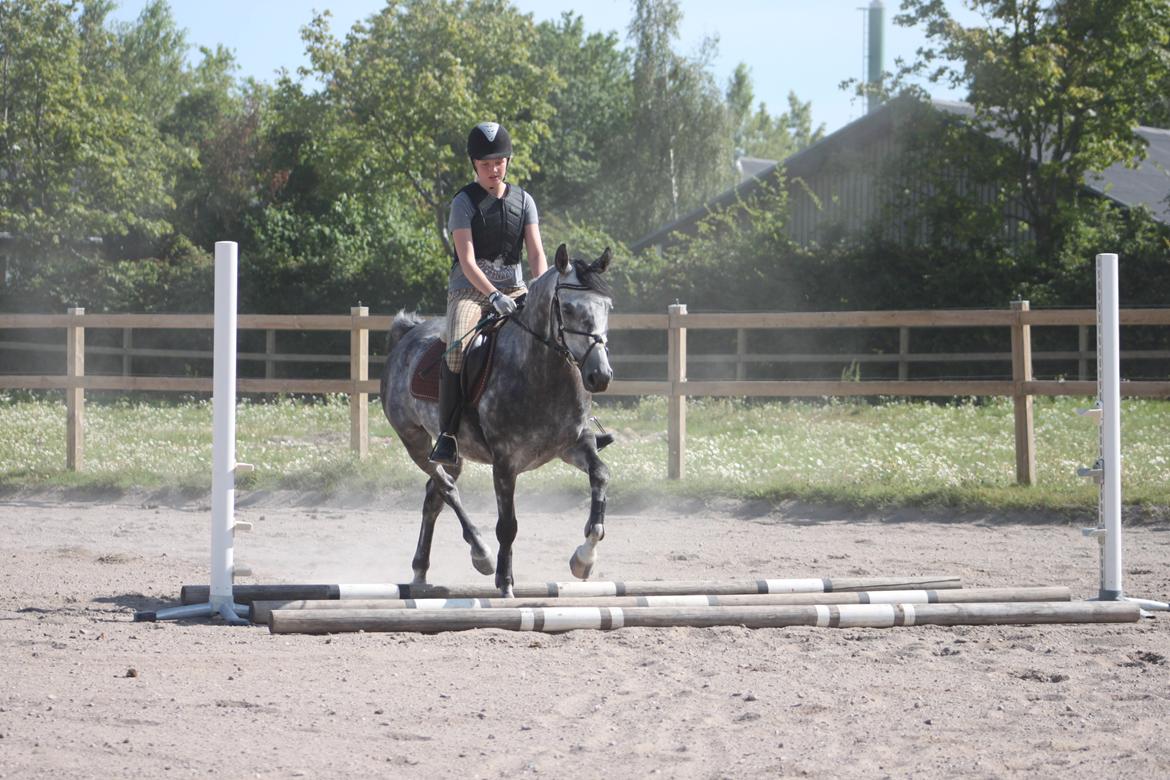 Anden særlig race Matcho billede 6