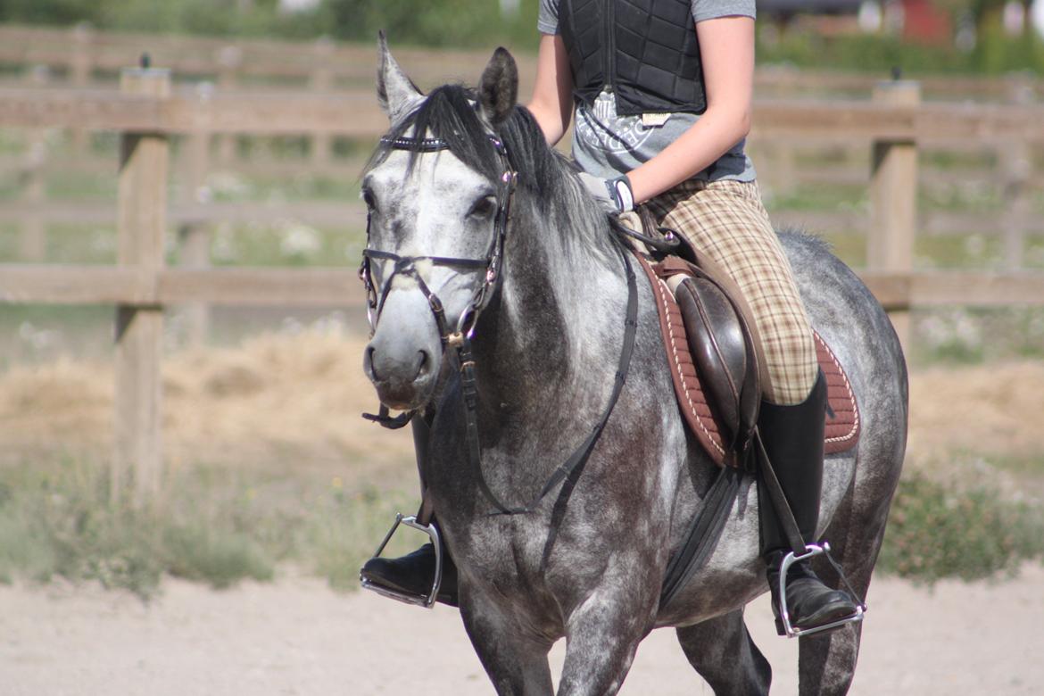 Anden særlig race Matcho billede 2