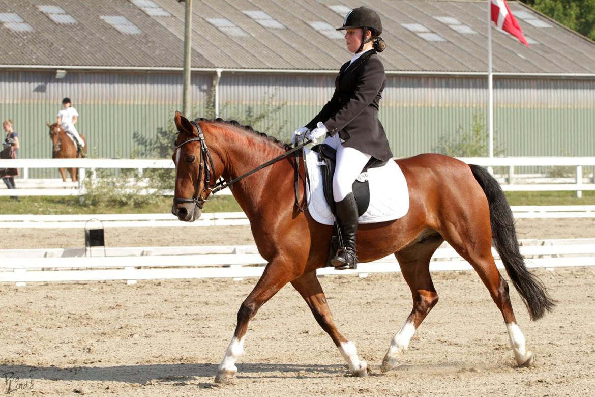 Hollandsk Sportspony Lykkebjerggård's Regal (SOLGT) - Smukkere end stjerneskud <3 billede 9