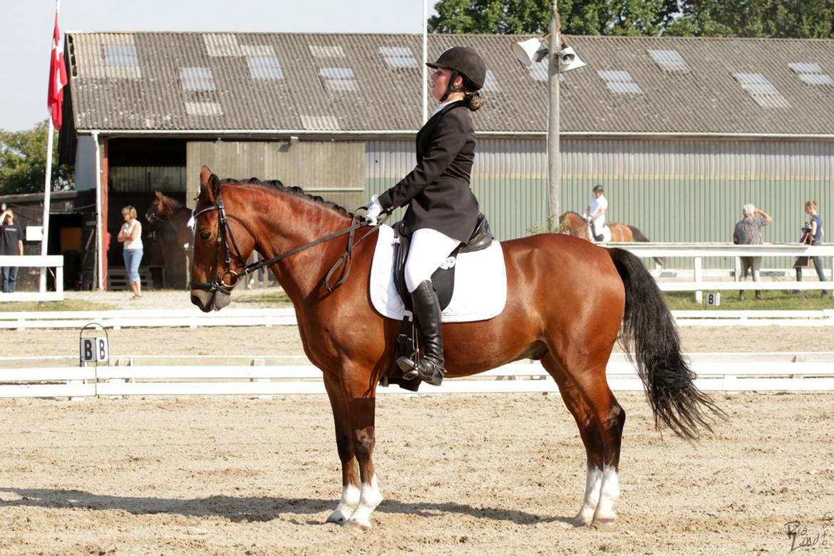 Hollandsk Sportspony Lykkebjerggård's Regal (SOLGT) - Jeg siger det igen! Min pony, laver den bedste parade efter den anden! billede 10