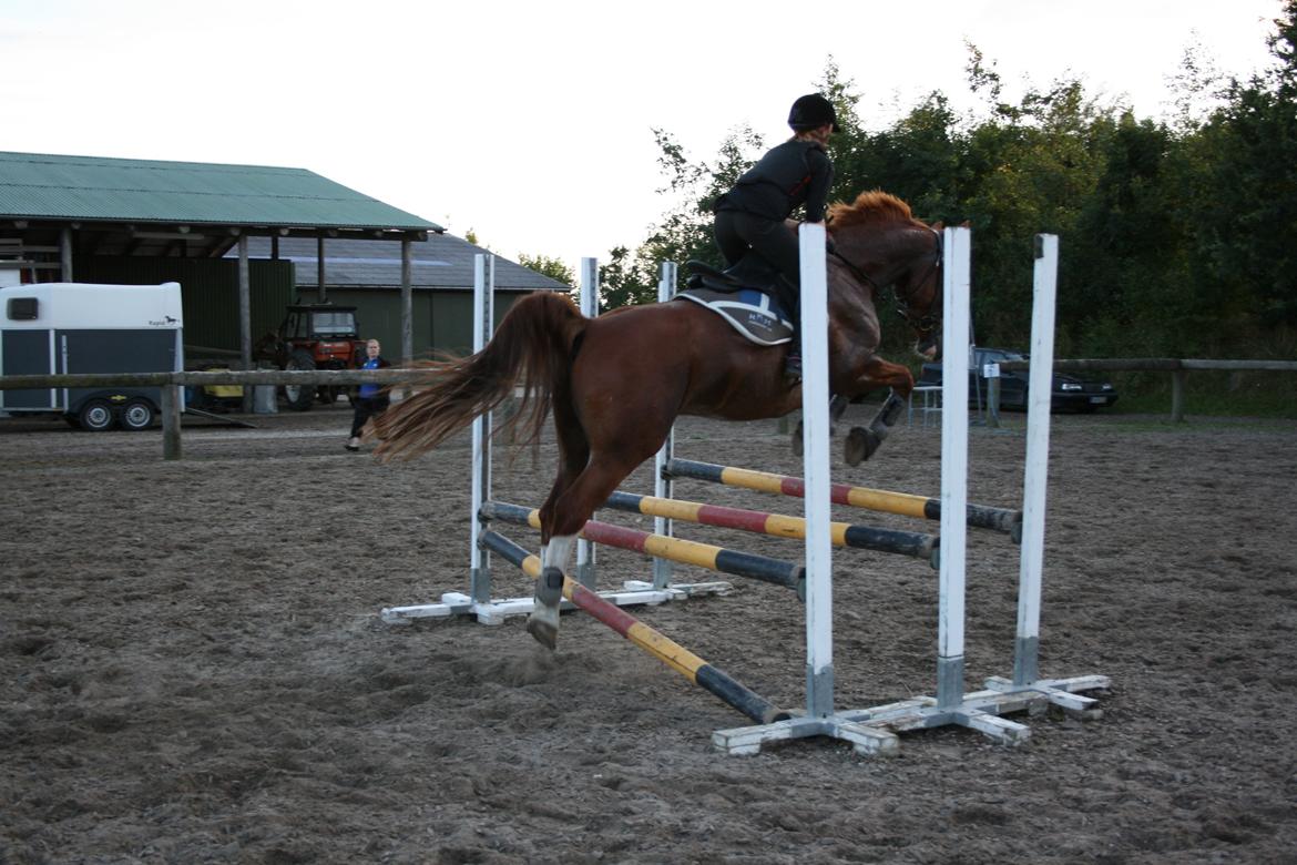 Gelderland Gelle R.I.P - Trippelbarre.. Ingen problem.. billede 20