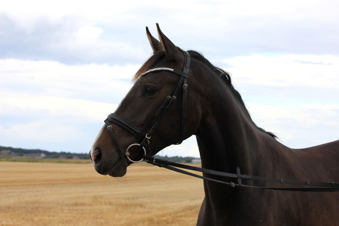 Dansk Varmblod / Sportspony   November Surprise - Photoshoot med November og Cille BT som fotograf (: billede 16