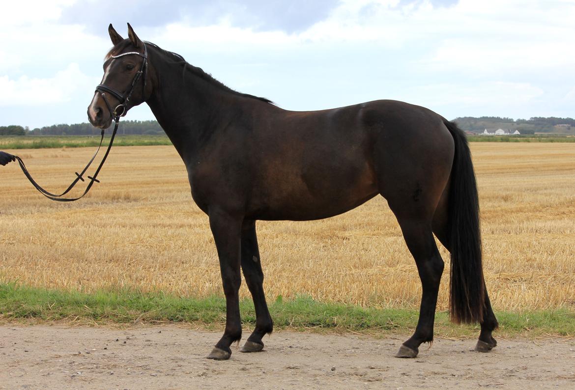 Dansk Varmblod / Sportspony   November Surprise - Photoshoot med November og Cille BT som fotograf (: billede 15