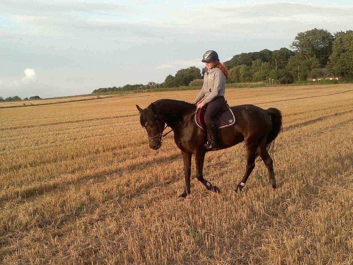 New Forest Askebo's Toffeefield - Den bedste. - 23. August 2012 billede 1