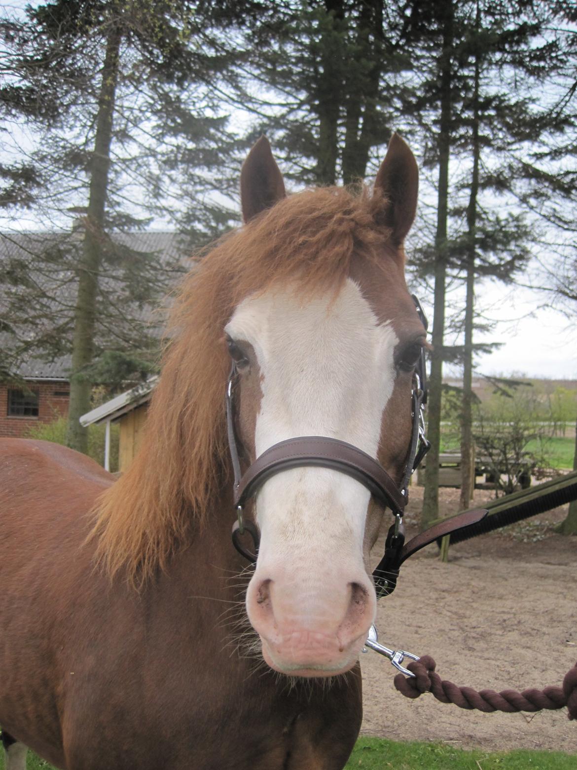 Welsh Pony af Cob-type (sec C) Gribvads Regge - D. 20/4 2012. Velkommen til Regge´s profil. ;-)  billede 1