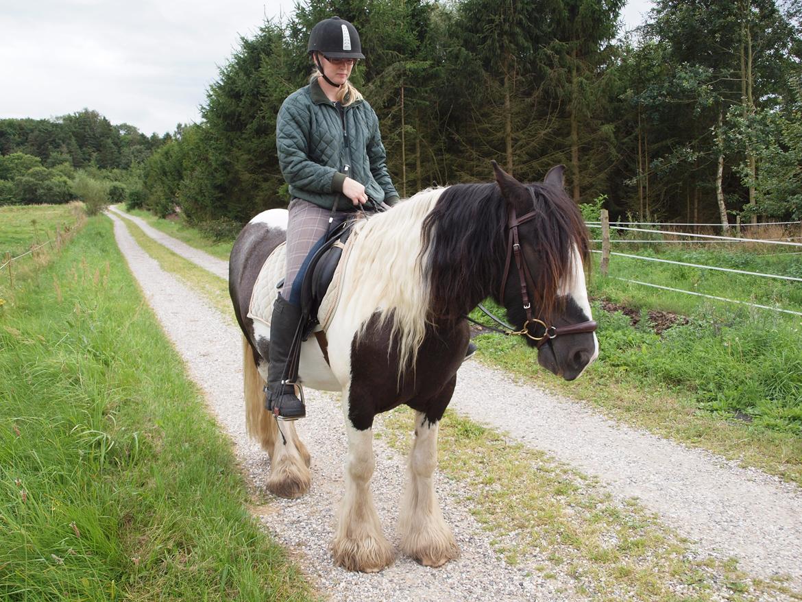 Irish Cob Walter  billede 15