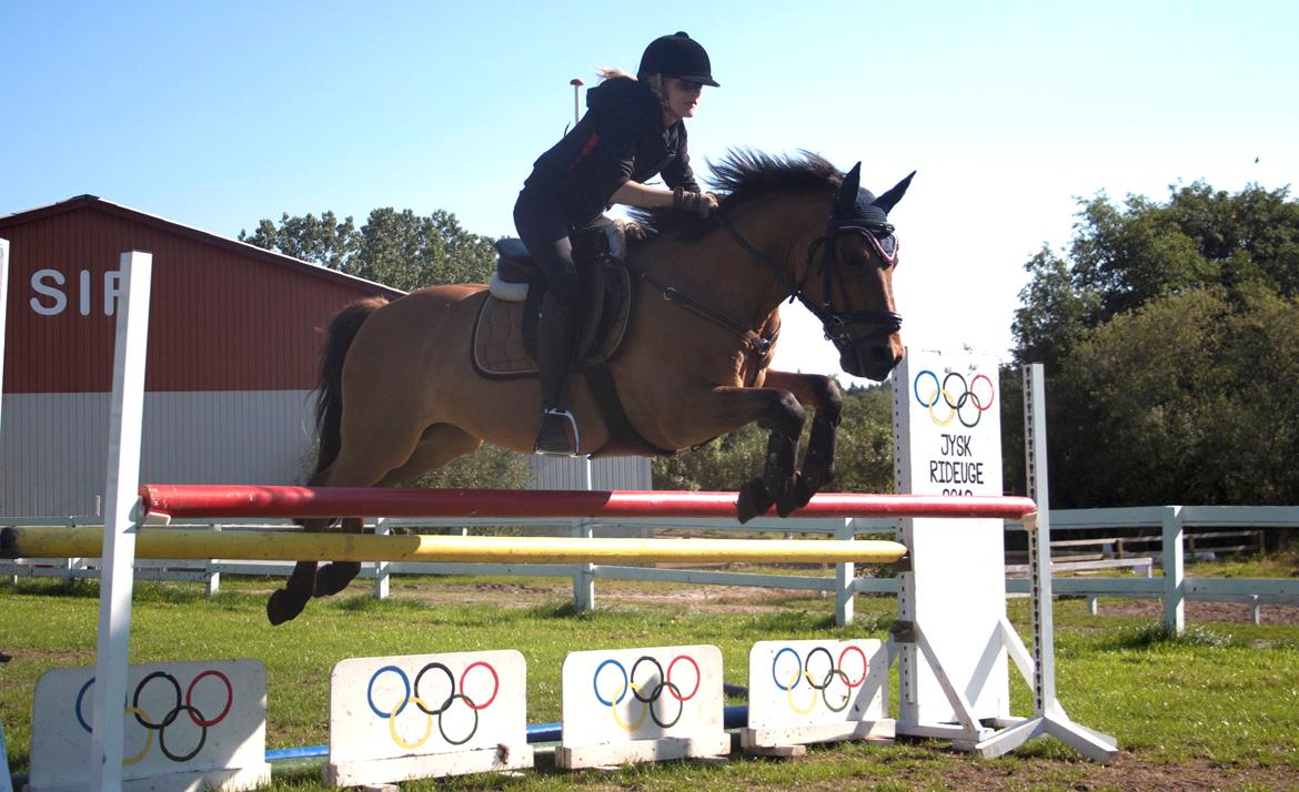 Tysk Sportspony Matador [Matte] billede 1