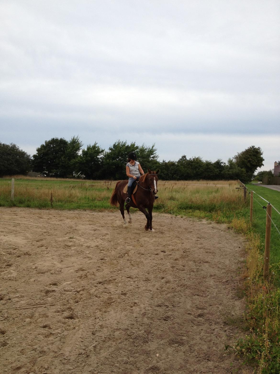 Anden særlig race Chanel billede 12