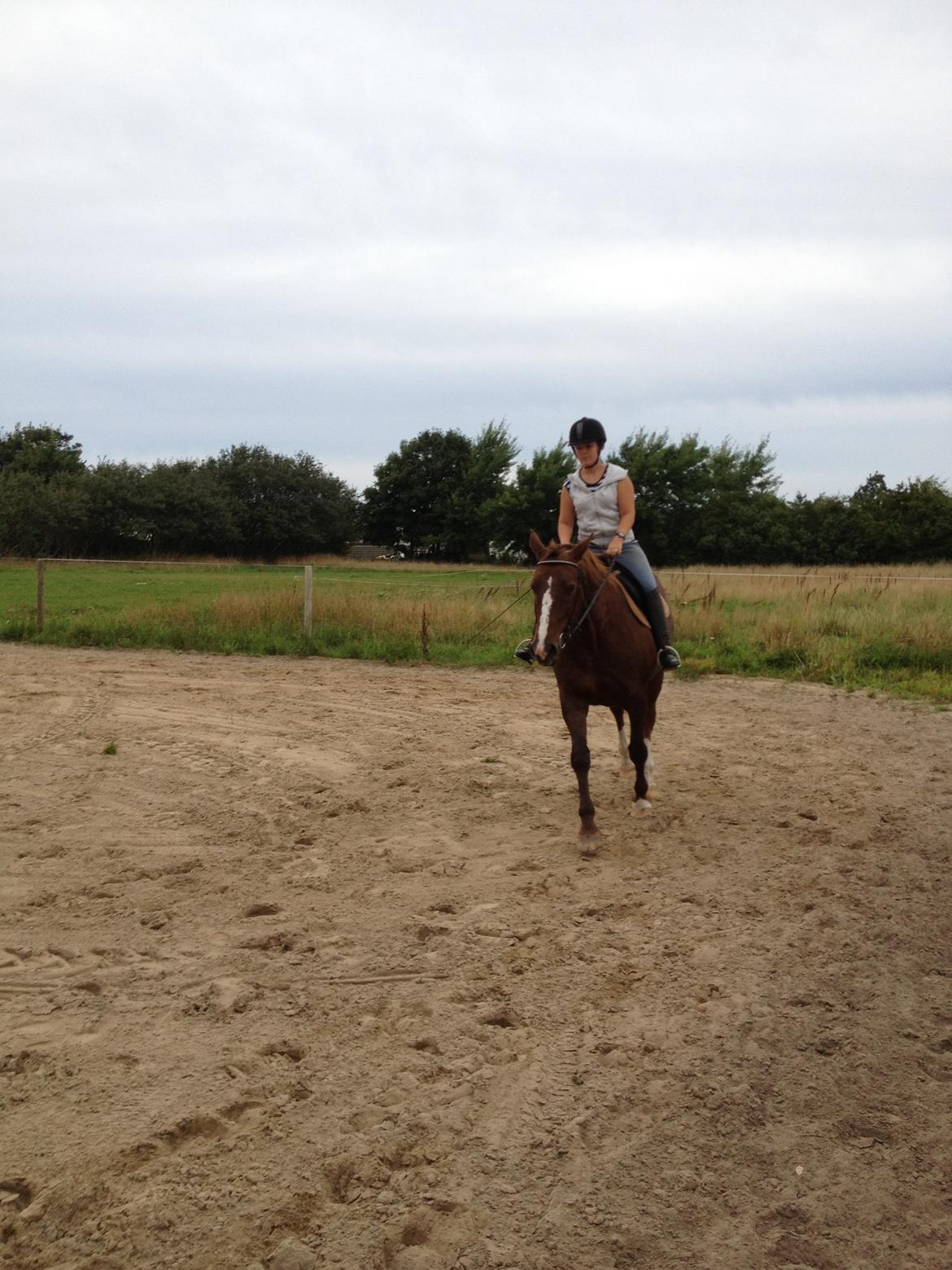 Anden særlig race Chanel billede 13