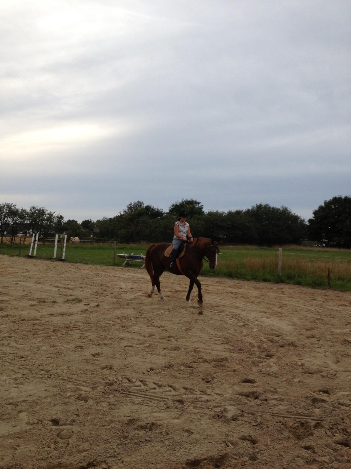 Anden særlig race Chanel billede 14