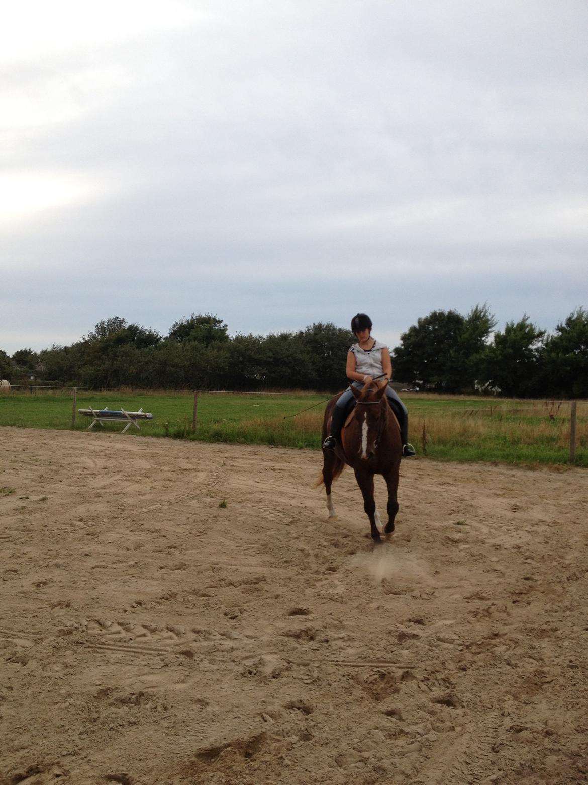 Anden særlig race Chanel billede 15