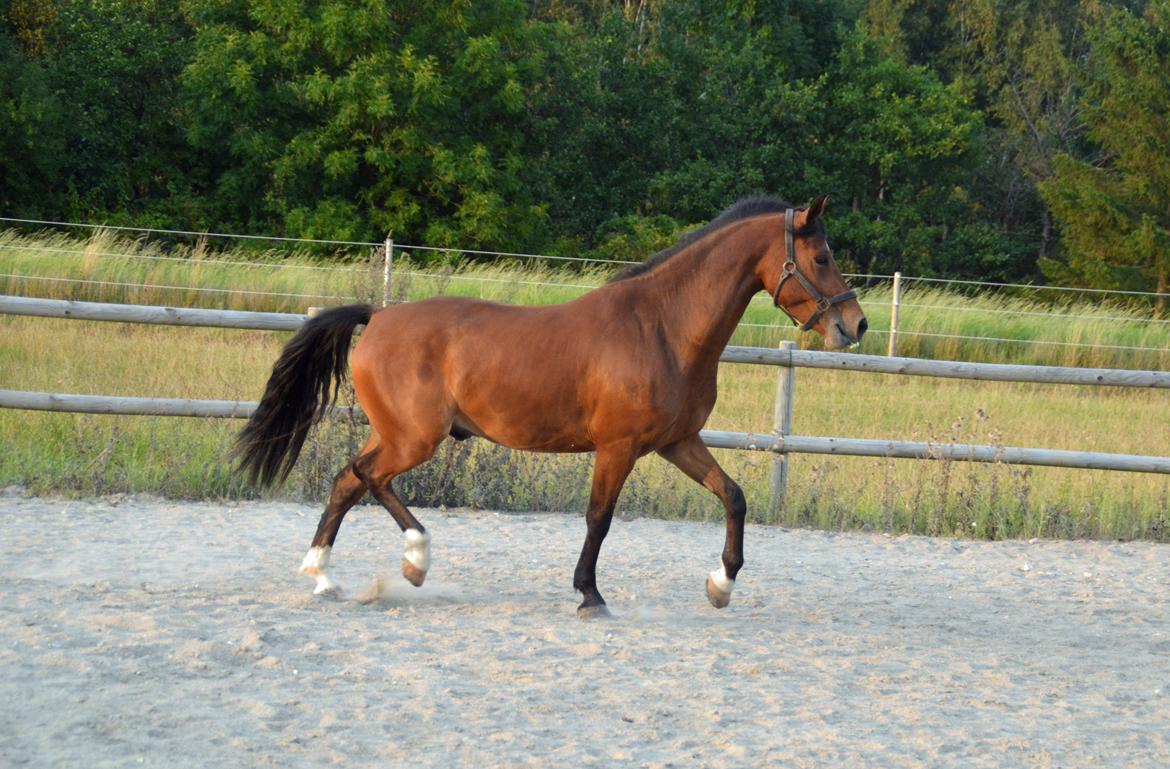 Welsh Partbred (Sec F) Cooper TG billede 13