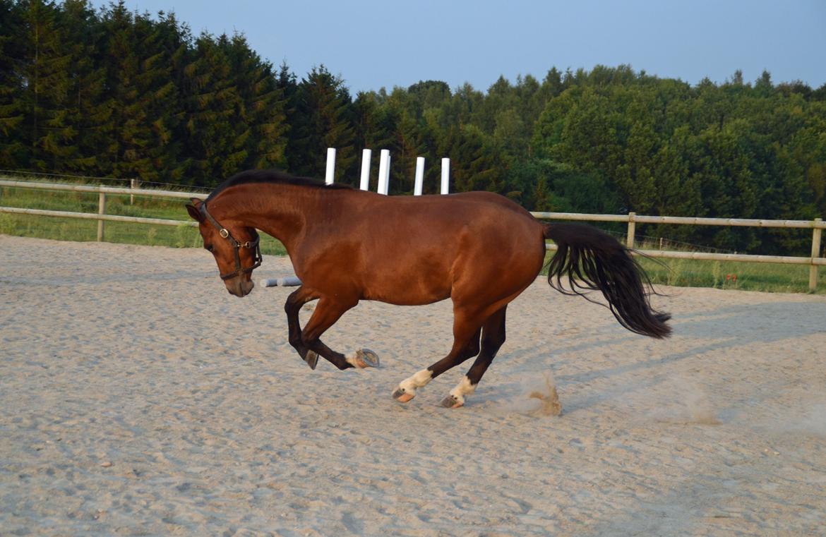 Welsh Partbred (Sec F) Cooper TG billede 15