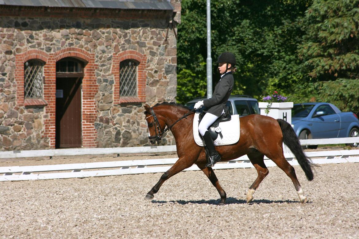 Welsh Pony (sec B) Klintholms sir Clark B-pony <33 - DM 2012 :D 4 plads  billede 4