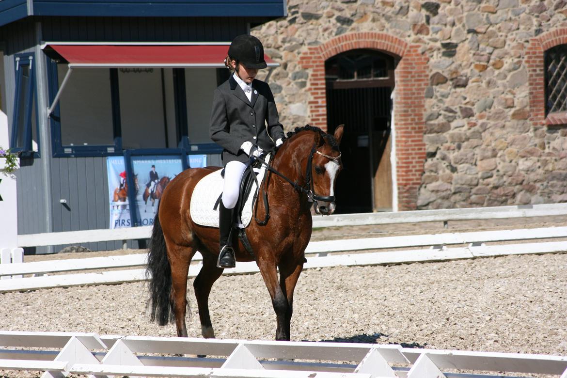Welsh Pony (sec B) Klintholms sir Clark B-pony <33 billede 6