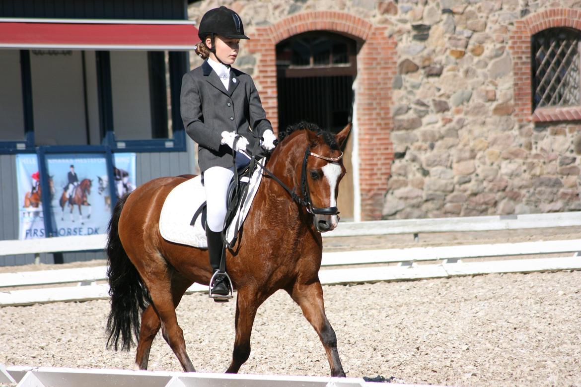 Welsh Pony (sec B) Klintholms sir Clark B-pony <33 billede 3