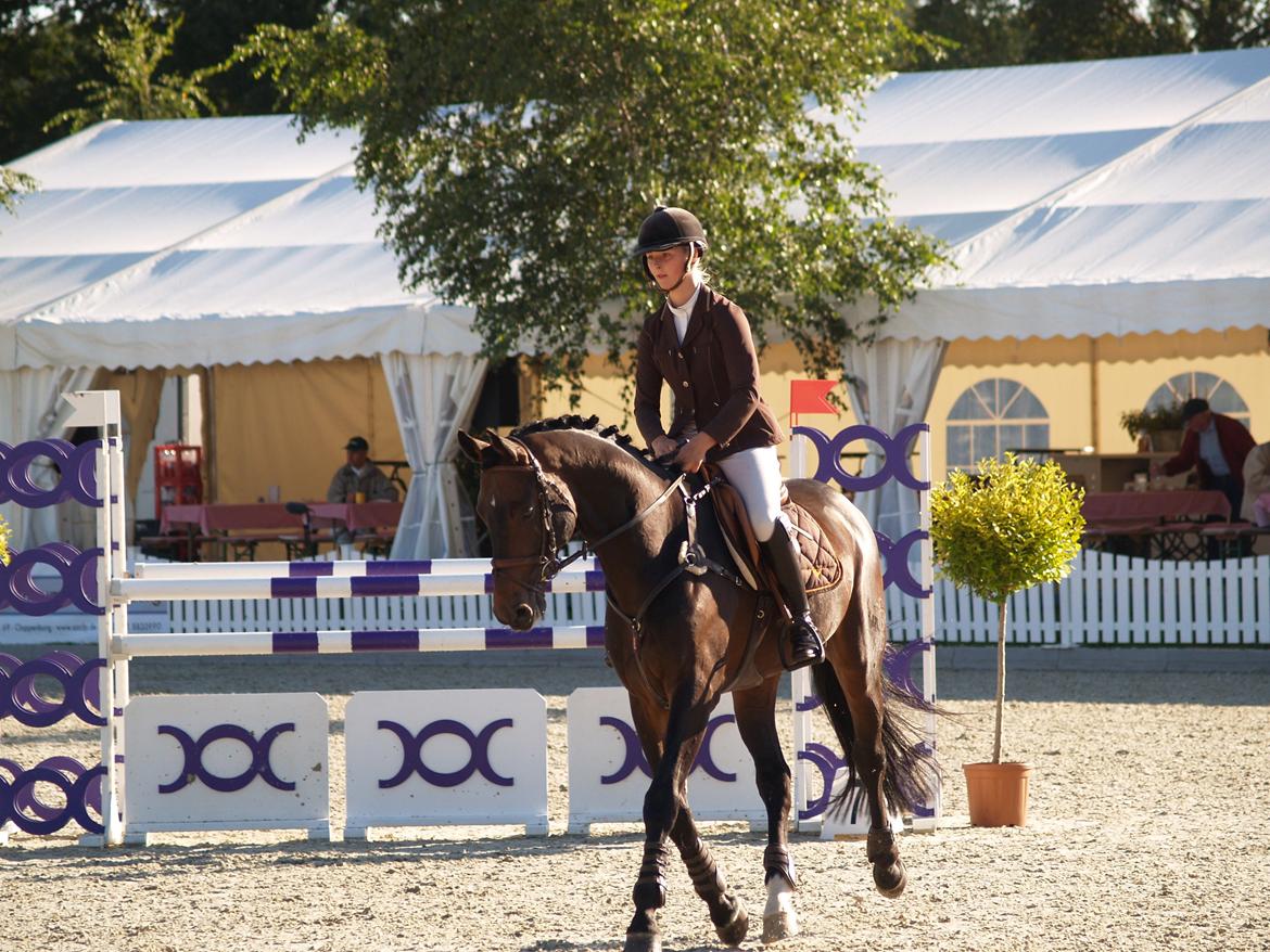 Holstener Carlos "Solgt til USA" - Carlos er klar til vores første mb og vores første stævne udenfor de danske grænser : M*= 130 4 Fejl, men en god tur :D billede 16