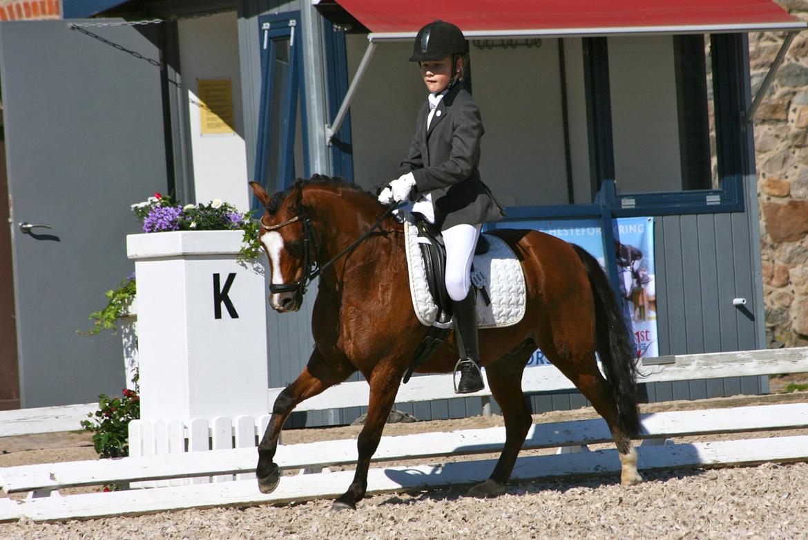 Welsh Pony (sec B) Klintholms sir Clark B-pony <33 billede 2