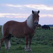 Shetlænder Giovanni(Gnavpot)