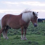 Shetlænder Giovanni(Gnavpot)